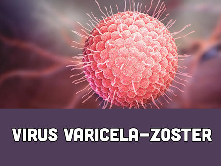 No. 081 VIRUS VARICELA-ZOSTER