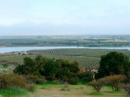 Alonso Olive Oil: La Familia Española que Conquistó los Campos de Chile