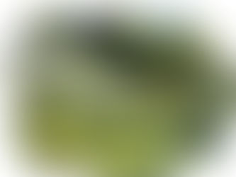 ¿Por Qué el Aceite de Oliva del Año es Mejor que uno Guardado por Mucho Tiempo?