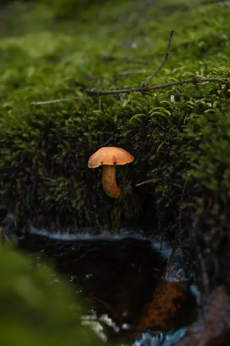 The way this mushroom shines around the moss