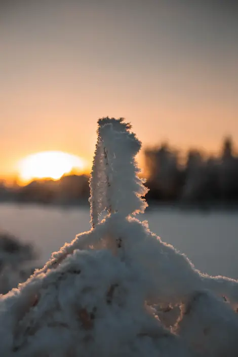 Frozen detail of a plant during the sunset