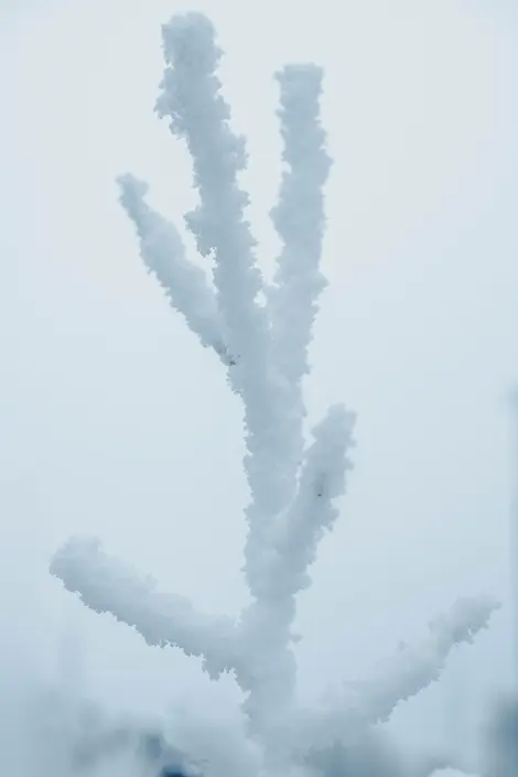 Beautiful frozen plant in Lapland