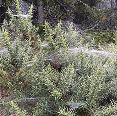 Laide and Aultbea Community Woodland