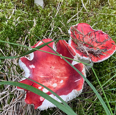 Laide and Aultbea Community Woodland Fungi