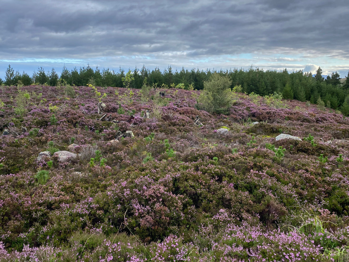 Laide and Aultbea Community Woodland