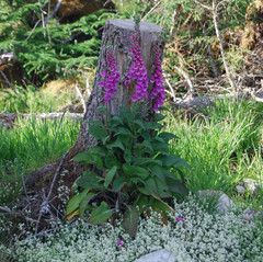 Laide and Aultbea Community Woodland