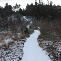 Laide_and_Aultbea_Community_Woodland_Gallery_3..jpeg