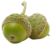 Pair of Acorns