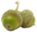Pair of Acorns