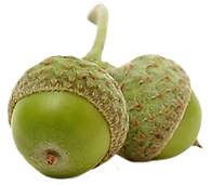 Un par de bellotas