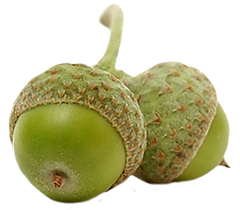 Pair of Acorns