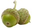 Paar eikels