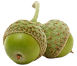 Pair of Acorns