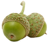 Paire de Glands