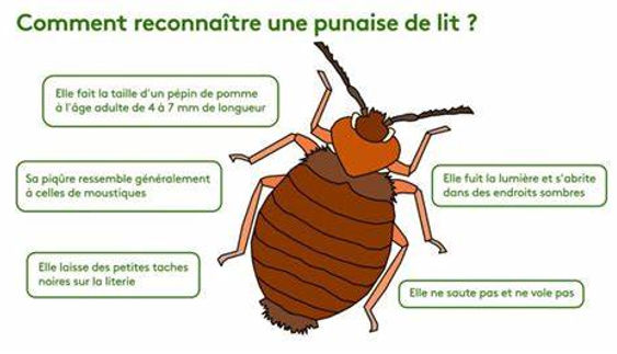 punaise de lit okok.jpg