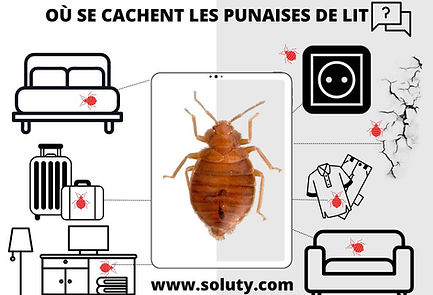 ou-se-cachent-les-punaises-de-lit-3.jpg