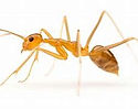jaunes fourmis.jpg