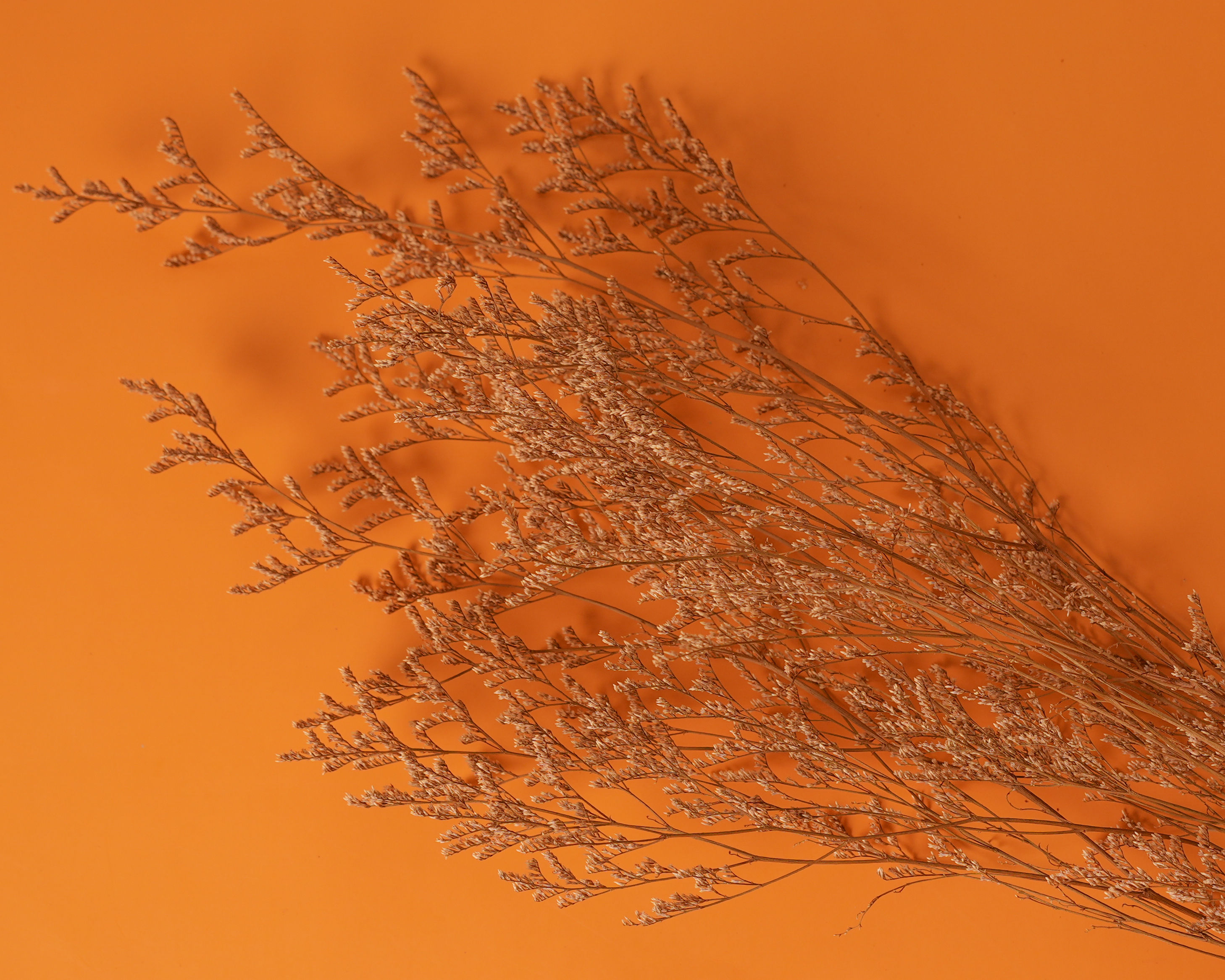 Dried Pampas Grass