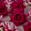 Thumbnail: Damask Rose