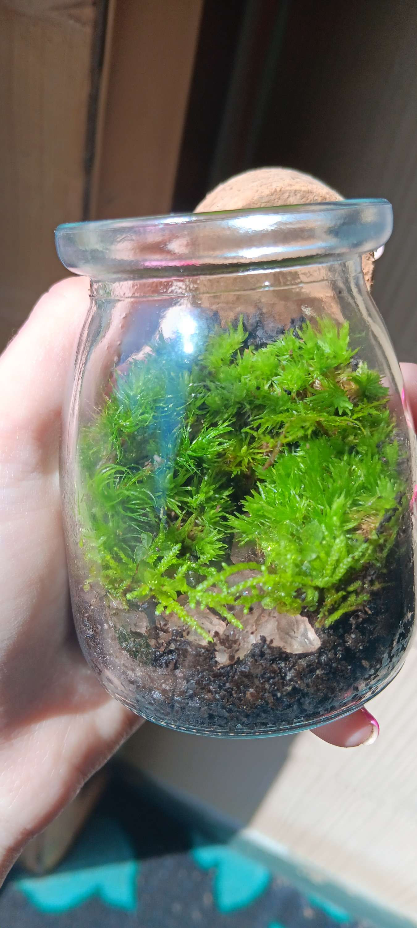Moss terrariums