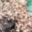 Thumbnail: King Oyster Liquid Culture For Sale