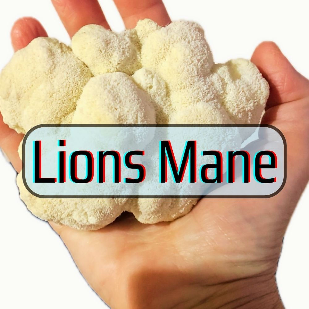 Lions Mane Mushrooms For Sale and Liquid Cutlures