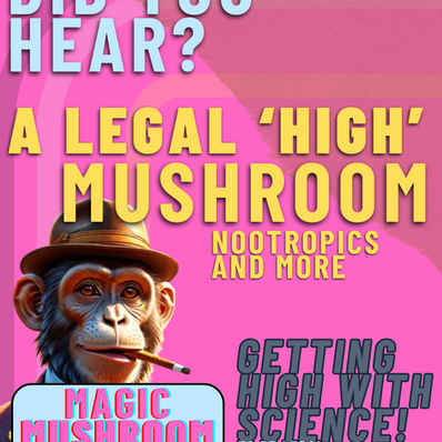 A Legal Mushroom High: Nootropics and Special Blend Mushroom Treats Pave the Way!