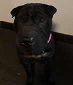 Opie
