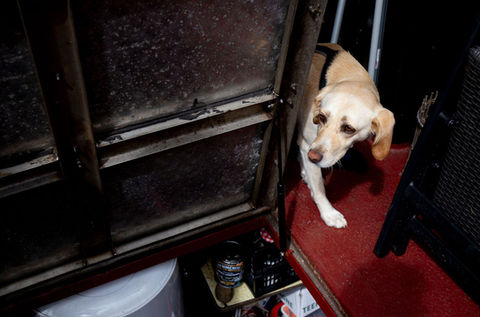 Ein schöner Hund schaut um die Ecke