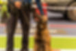 police-dog-waits-sitting-ground-held-by-agent.jpg