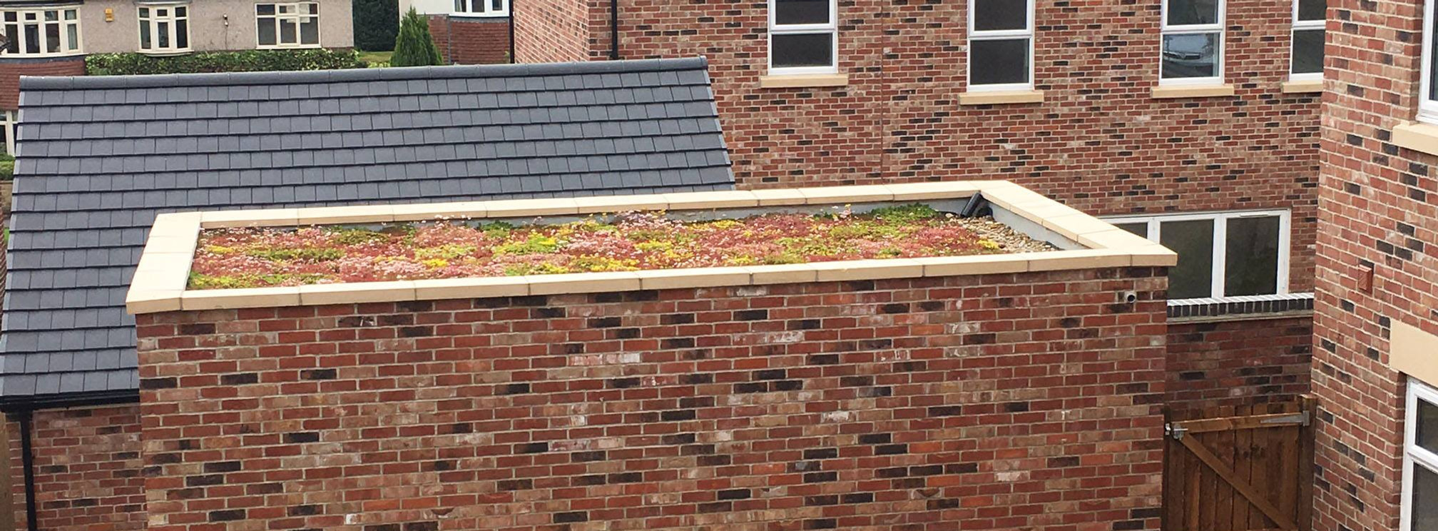 Sedum green roof