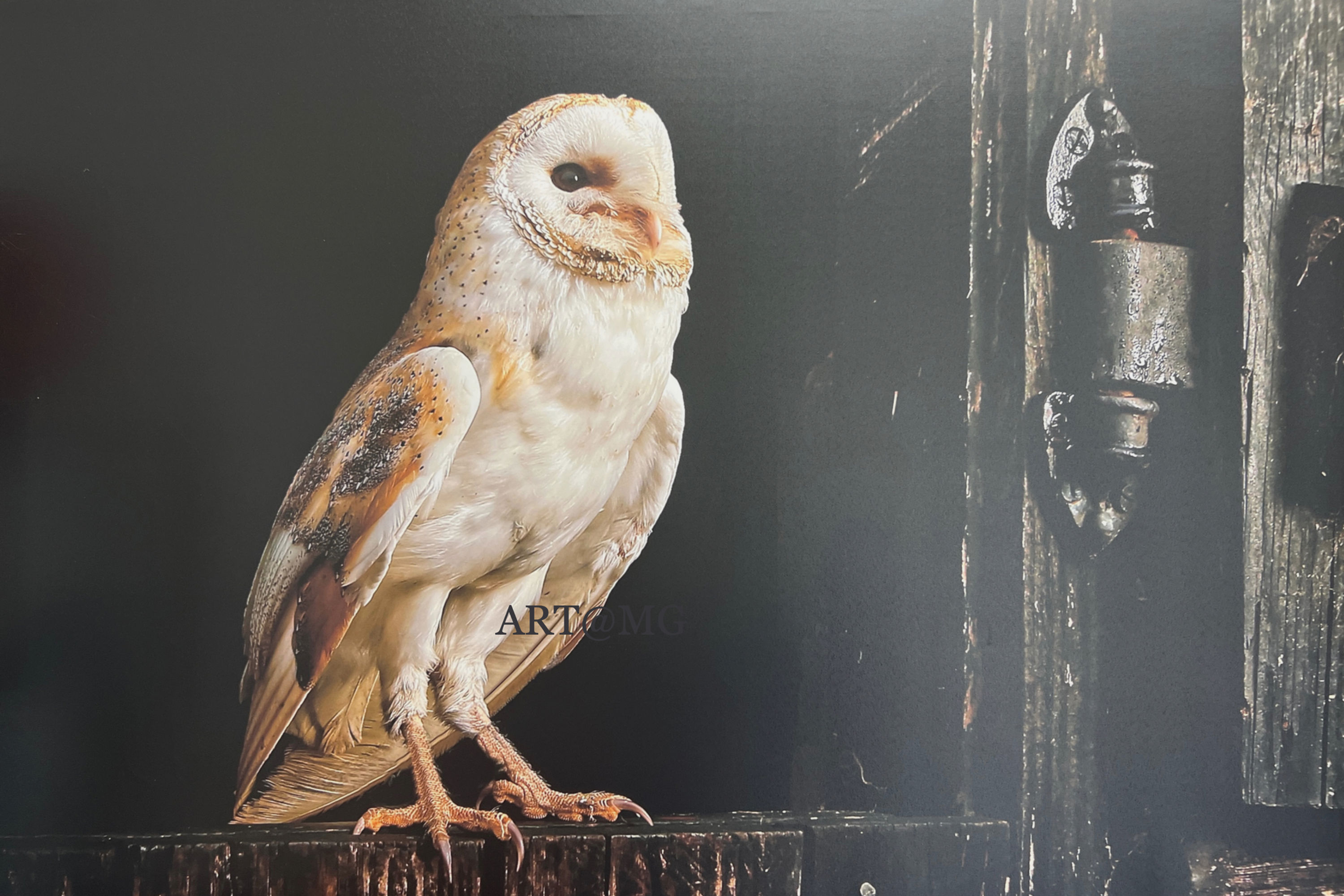 Owl on the Barn Door by Colin Brister