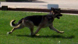 Video capture of Connor's stride.