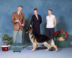 BOB Samson (Ch.pt'd)