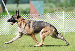 GSD Specialty July 2009