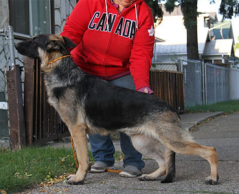 BPIB BBPIB Sunflower's Donner of Chilco (Ch.pt'd)