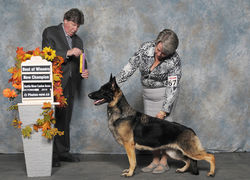 BBIS Ch.Stamp (GCh.maj.pt'd)