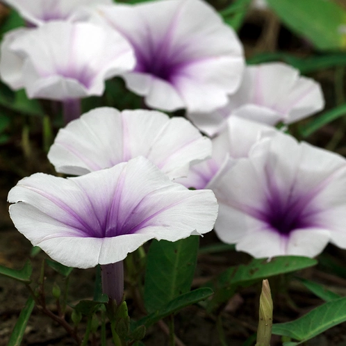 moonflower.webp