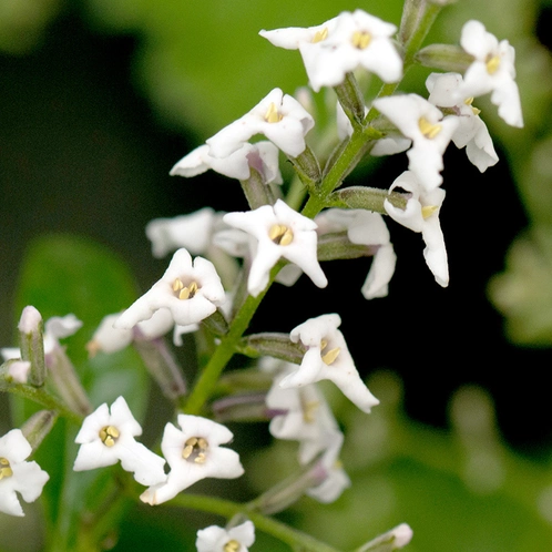 lemon-verbena.webp