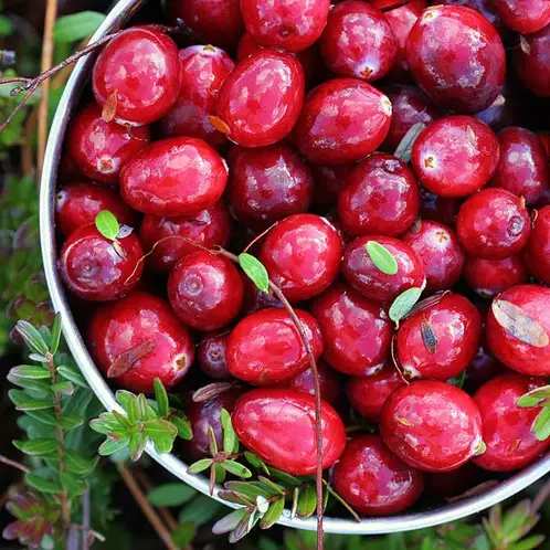 Crandberry-Woods-Fragrance-Oil.webp