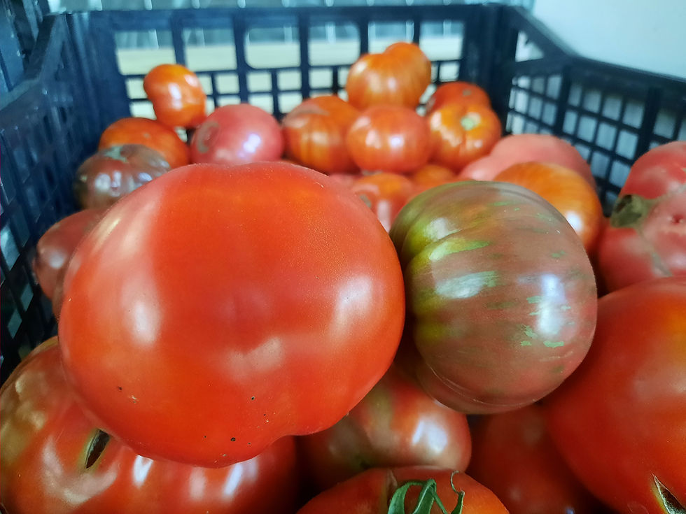 Thumbnail: Tomatoes