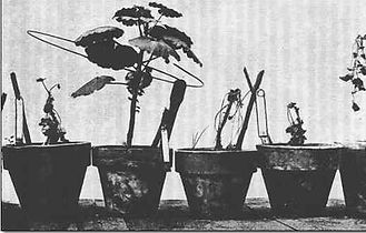 Lakhovsky's plant experiments