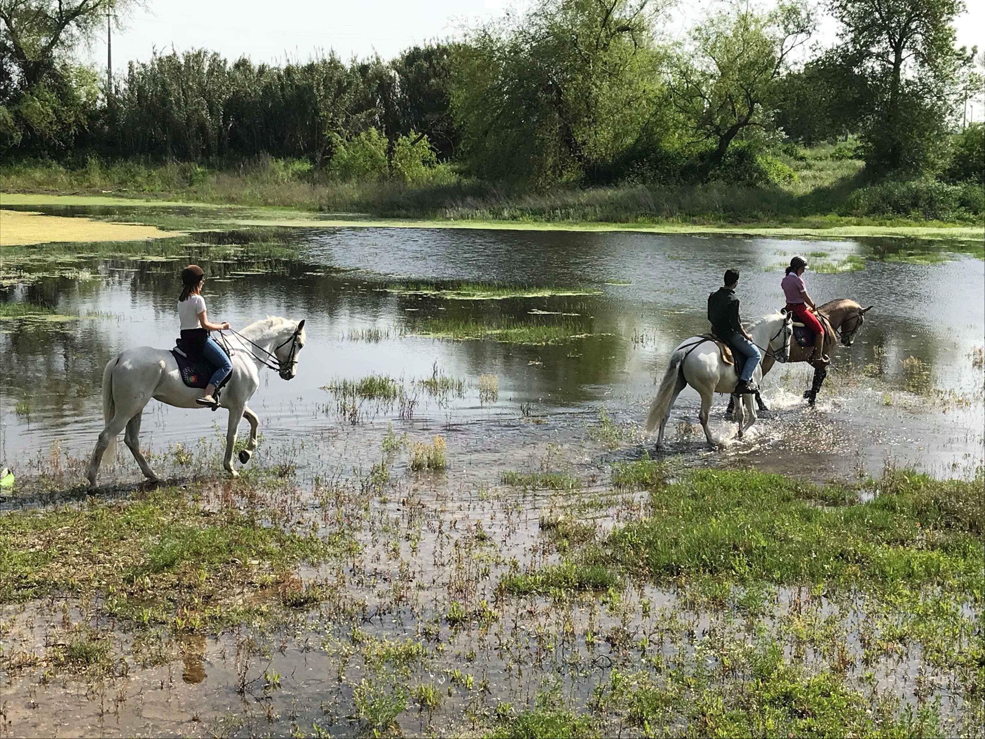 Passeio a Cavalo na Golegã na Natureza e Beleza da Nossa Terra para 2 Pessoas