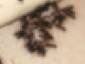 ants