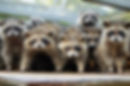 raccoons