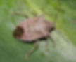 bob the stink bug