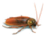 cockroach