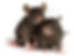 tempes