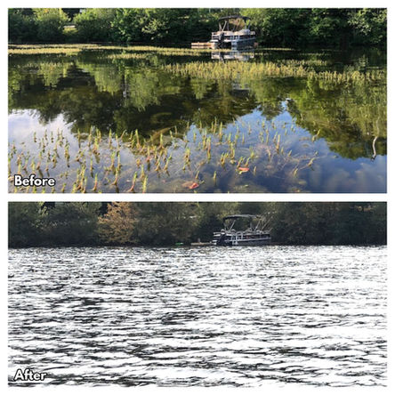 A before and after image of Staffordville Lake, showing the density of milfoil before treatment.