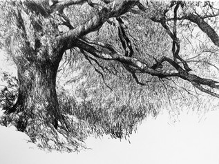 An Aging Tree